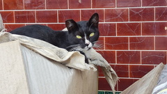 Little Black Cat, who patrols the farm every day