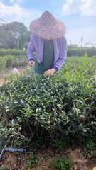 德國,馬來西亞訪客 9