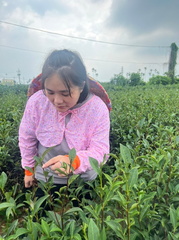 幸福心光療癒茶旅 27