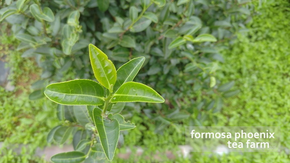tea tree and rain drops