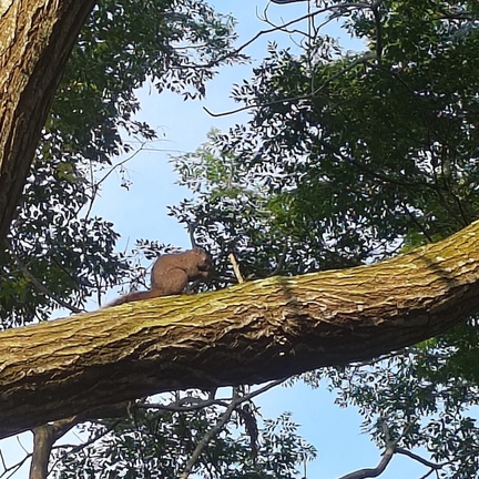 quirrel 松鼠